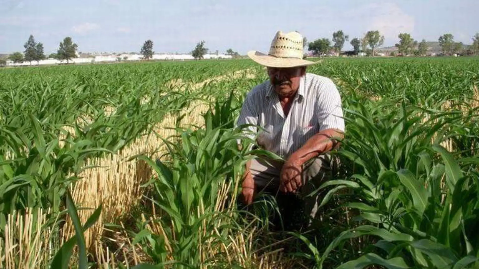 23 MAY 2020. México dependerá en 2021 de EU y Canadá en producción de granos